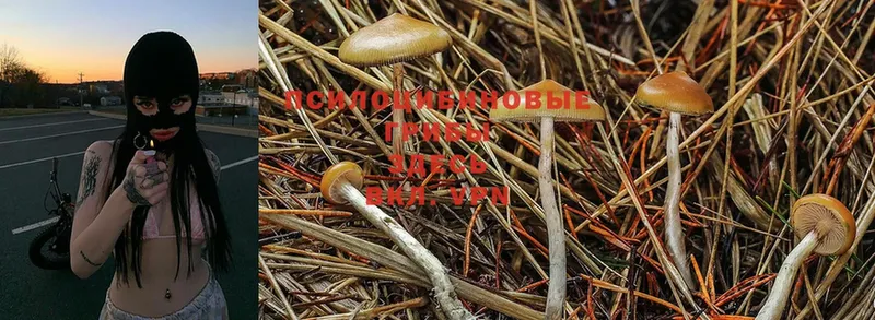 закладка  Балаково  shop клад  Псилоцибиновые грибы Psilocybe 