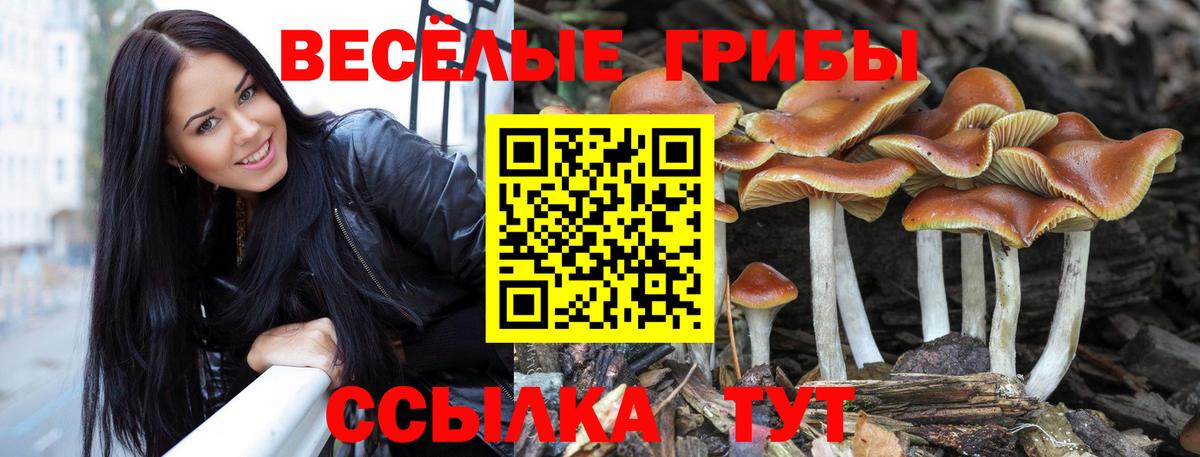 цена наркотик  Балаково  Псилоцибиновые грибы Psilocybine cubensis 